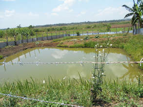 Fish pond (tilapia) project