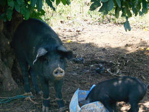 Christine's piggery project