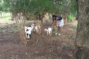 Goat raising project.