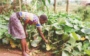 Girl checking her kitchen garden