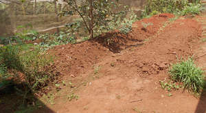 Kitchen garden