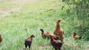 Raising local poultry