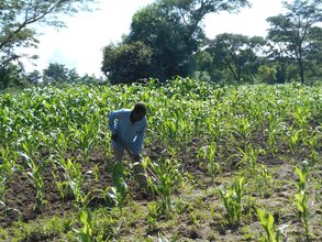 Maize (corn) garden
