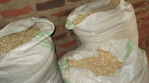 Maize (corn) to be milled for PLWA's in Tororo.