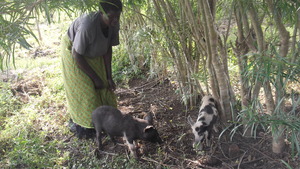 Grace, a project recipient tending to her pigs.