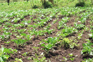 RARUDO group vegetable garden