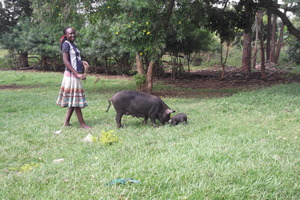 Piggery project