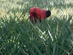 Tending pineapple garden