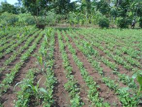 Vegetable garden