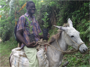 A Bethel farmer transports seedlings for planting