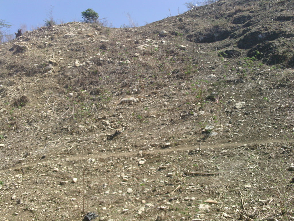 Help Reforest the Barren Lands of Haiti!