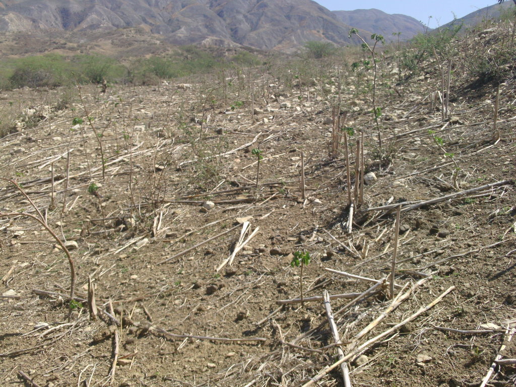 Help Reforest the Barren Lands of Haiti!