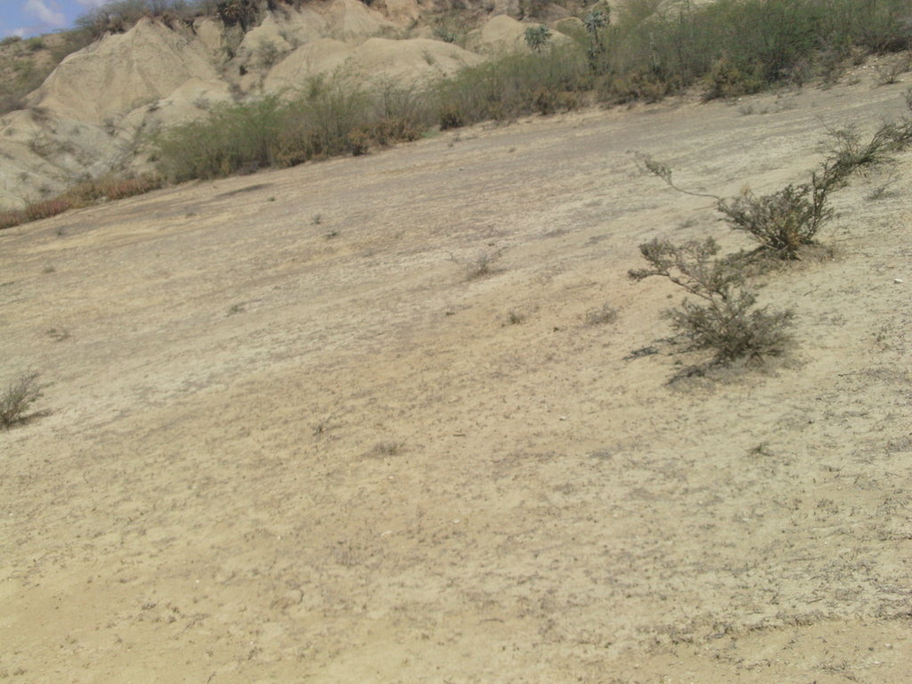 Help Reforest the Barren Lands of Haiti!