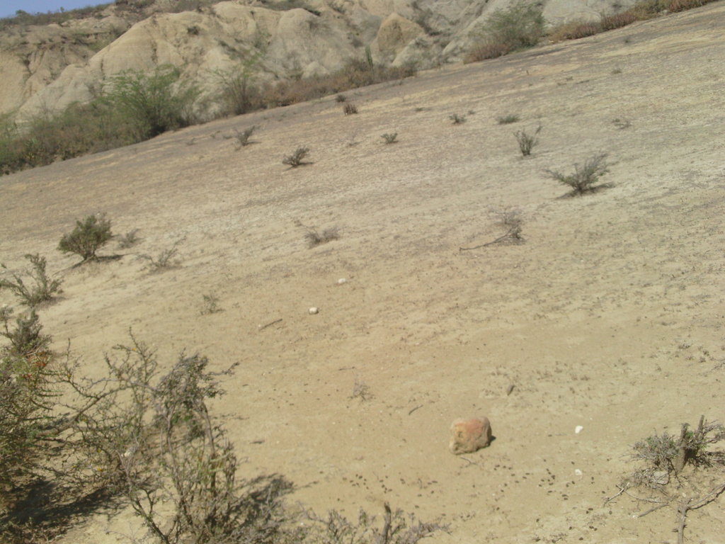 Help Reforest the Barren Lands of Haiti!