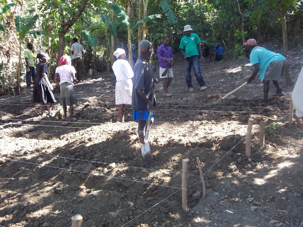 Help Reforest the Barren Lands of Haiti!
