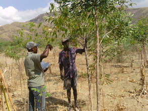 Help Reforest the Barren Lands of Haiti!