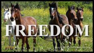 Freedom from the cruelty of slaughter