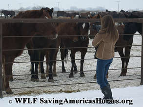 Wild horses in BLM holding