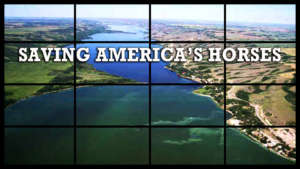 Saving America's Horses
