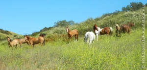 Saving America's Horses
