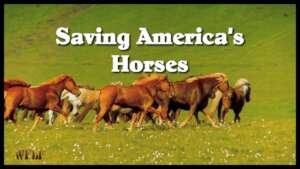 Saving America's Horses Production Still