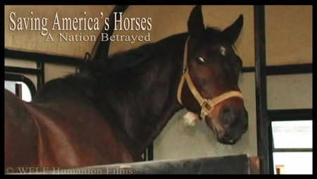 Saving America's Horses