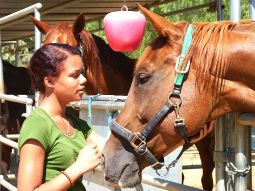 Saving America's Horses