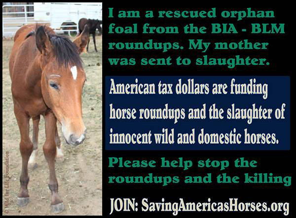 Raise awareness for protection of America's horses