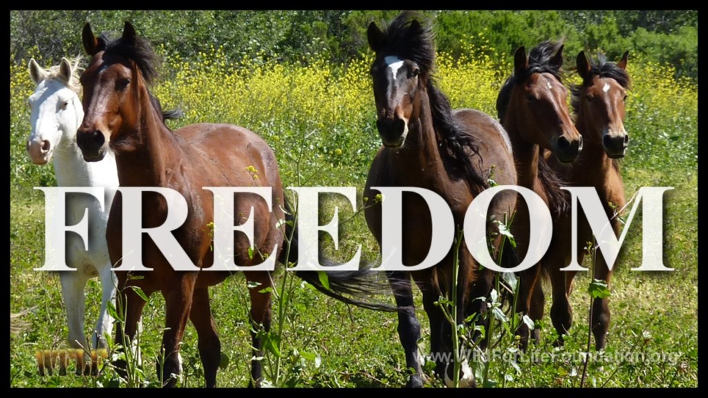 Saving America's Horses