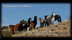 Saving America's Horses Production still