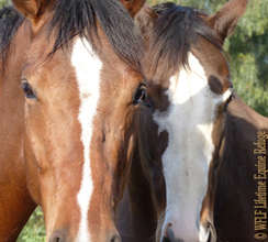 Equine Rescue and Sanctuary