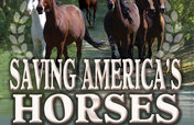 Saving America's Horses
