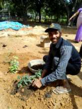 Planting of new saplings