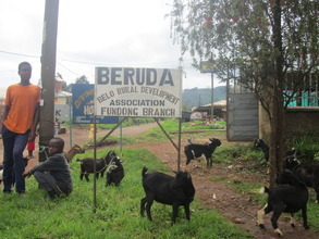 Awaiting the admin process after receiving goats