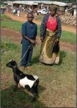 Goat Delivery