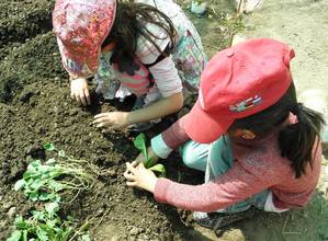 planting vegetables
