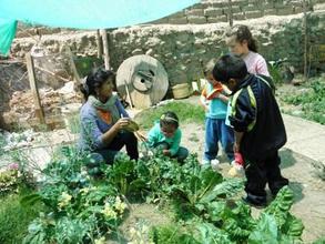 children harvesting beeds in our garden