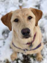 Happy DOGPAW guest