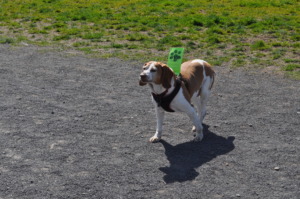 Sadie Approaching New Members