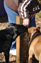 Thirsty Dogs