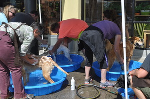 Doggie Wash Event at New Seasons Market