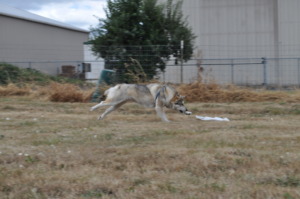 Isla chasing the lure