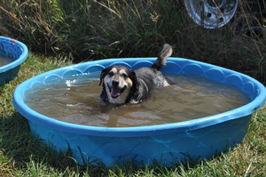HAPPY DOG