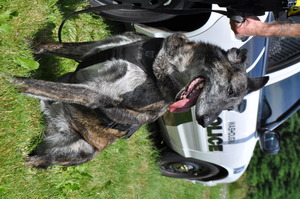 Retiring K9 Officer Dingo
