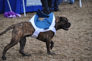 Donovan the Land Shark