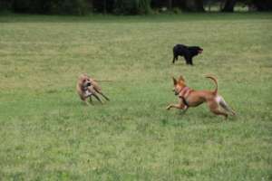 Dogs love to play