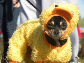 Costume Contest