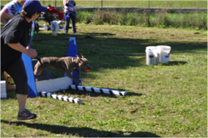 Flyball Demo