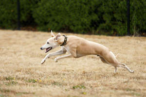 Hunter chasing the lure