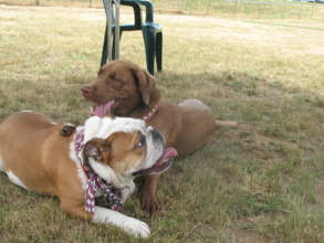 Rigel and Gracie Taking a Play Break at Ross Park